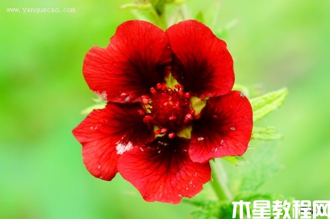 天鵝絨委陵菜 天鵝絨委陵菜