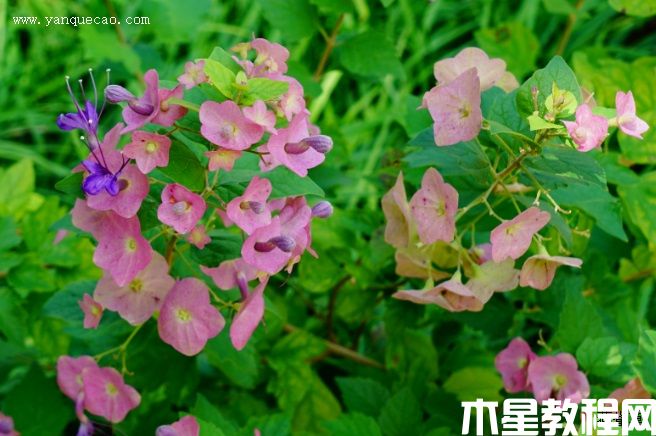 粉苞冬紅(圖3) 粉苞冬紅