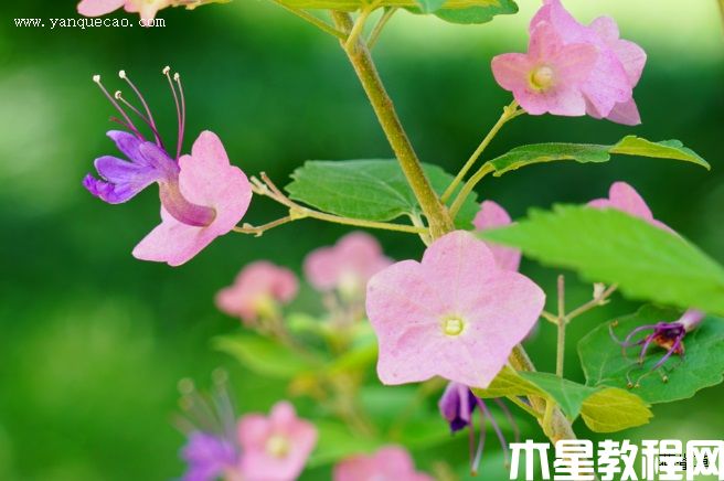 粉苞冬紅 粉苞冬紅