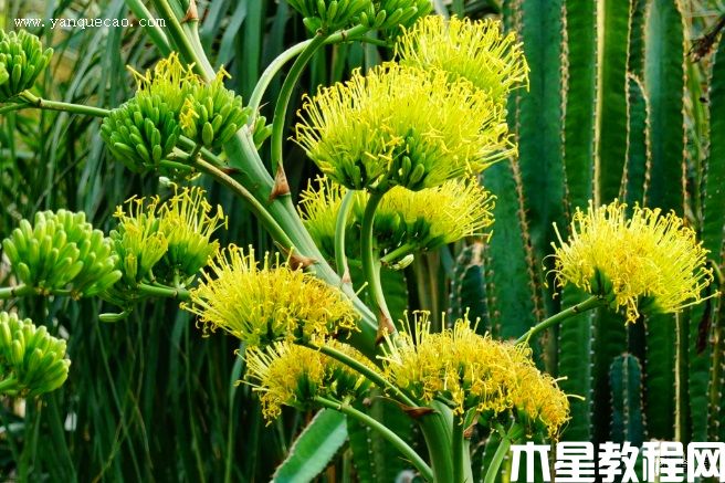 龍舌蘭