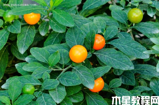 珊瑚櫻