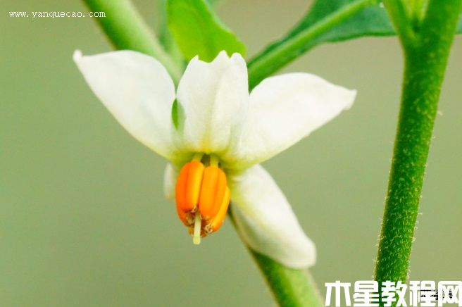 珊瑚櫻
