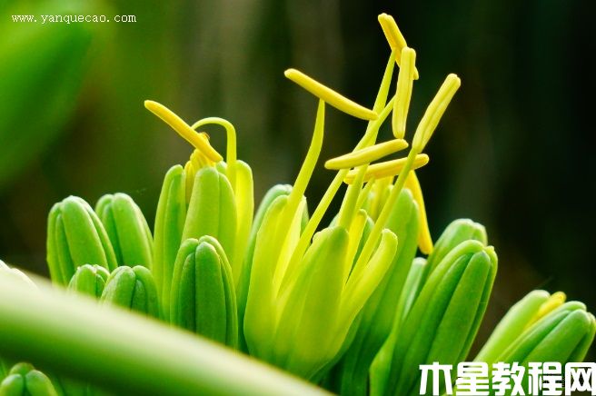 龍舌蘭